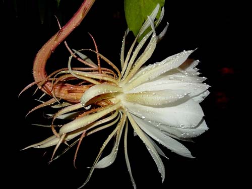 night-blooming cereus