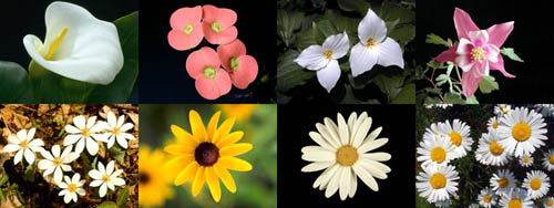 Fibonacci_flowers